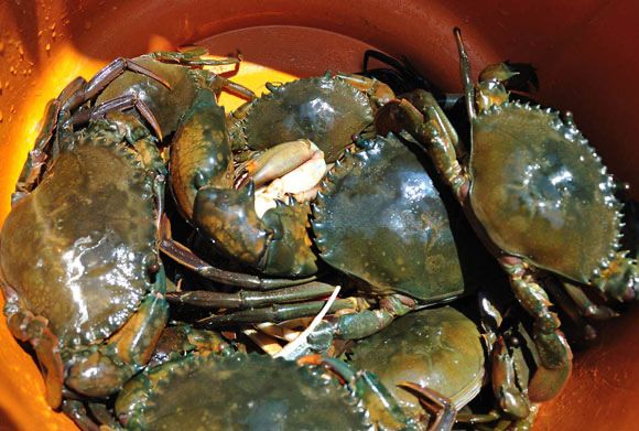 crab_catching